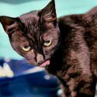 FUNCOM, chatte à adopter