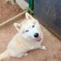 Snow, chien à adopter