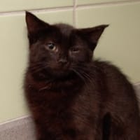 TWIST, chat à adopter