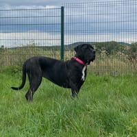 SHIVA, chienne à adopter