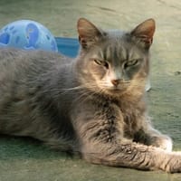 SAHARA, chatte à adopter