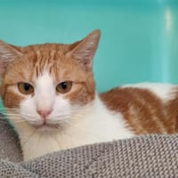 Potté, chat à adopter