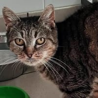 Colibri, chatte à adopter