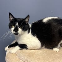 POPPINS, chatte à adopter
