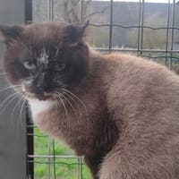 Victor, chat à adopter