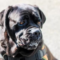 Rider, chien à adopter