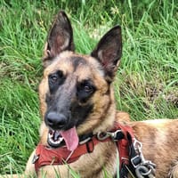 INDIA, chienne à adopter