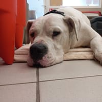 Ramsès, chien à adopter