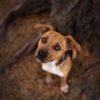 Fernando, reutjes ter adoptie