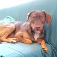 TOFFEE, Mâle junior Berger Créole, chien à adopter
