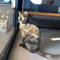 FRIDA, chatte à adopter