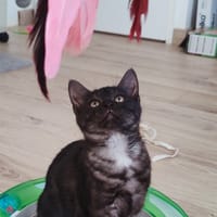 Lola, chatte à adopter