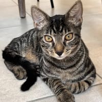 LUIGI, chat à adopter