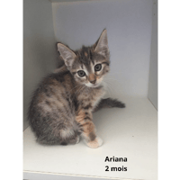 Ariana, chatte à adopter