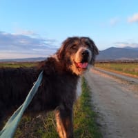 Pierro, chien à adopter