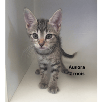 Aurora, chatte à adopter