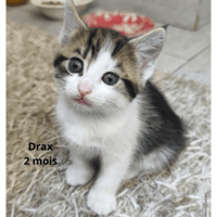 Drax, chat à adopter