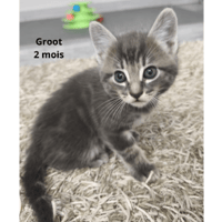 Groot, chat à adopter