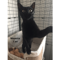 Mouette, chatte à adopter