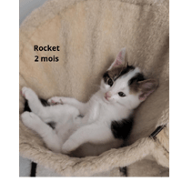 Rocket, chat à adopter