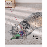Zozo, chat à adopter
