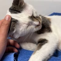 Nova, poezen ter adoptie