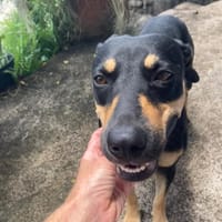 TALULAH, Berger créole femelle adulte, chienne à adopter
