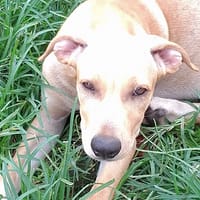 CUPCAKE, chiot mâle Berger Créole, chien à adopter