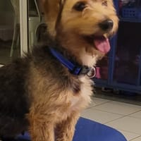 SHAGGY, chienne à adopter
