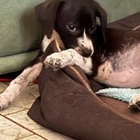 INOLA, chienne à adopter