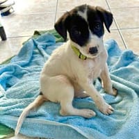 MINNIE, chienne à adopter