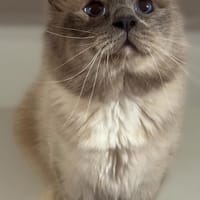Xénon, chat à adopter