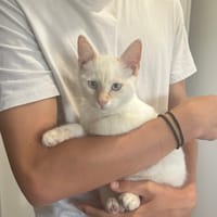 Aramis, chat à adopter