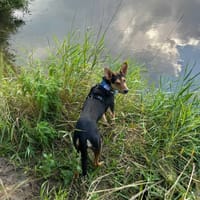 Loki, pies do adopcji