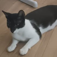 DOUCETTE, chatte à adopter