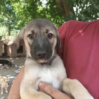 Looping, chien à adopter