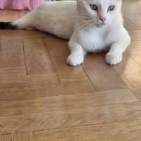 Rose, chatte à adopter
