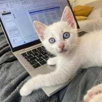 Skittle, chatte à adopter