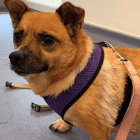Pasha, female dog to adopt