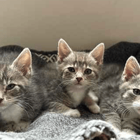 Winson, Deano and Maggie, cat to adopt