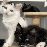 Tabitha and Phoebe, female cat to adopt