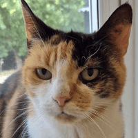 Pip, female cat to adopt