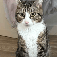 Molly, female cat to adopt