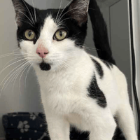 Jade, female cat to adopt