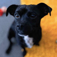 Dottie, female dog to adopt