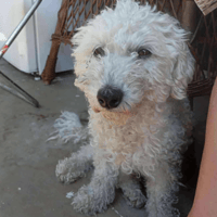 Charlotte 💖, female dog to adopt