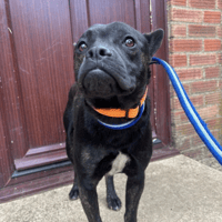 Jack, dog to adopt