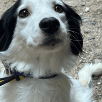 Spotty, female dog to adopt