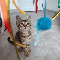 ORION, chat à adopter