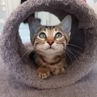 DALI, chat à adopter